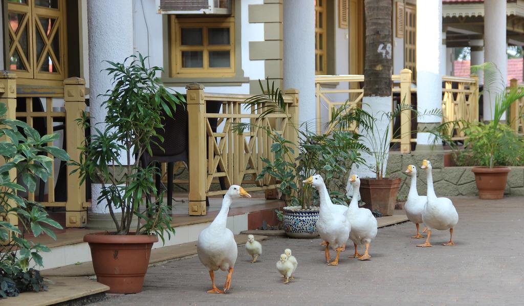 Golden Swan Beach Resort Murūd Εξωτερικό φωτογραφία